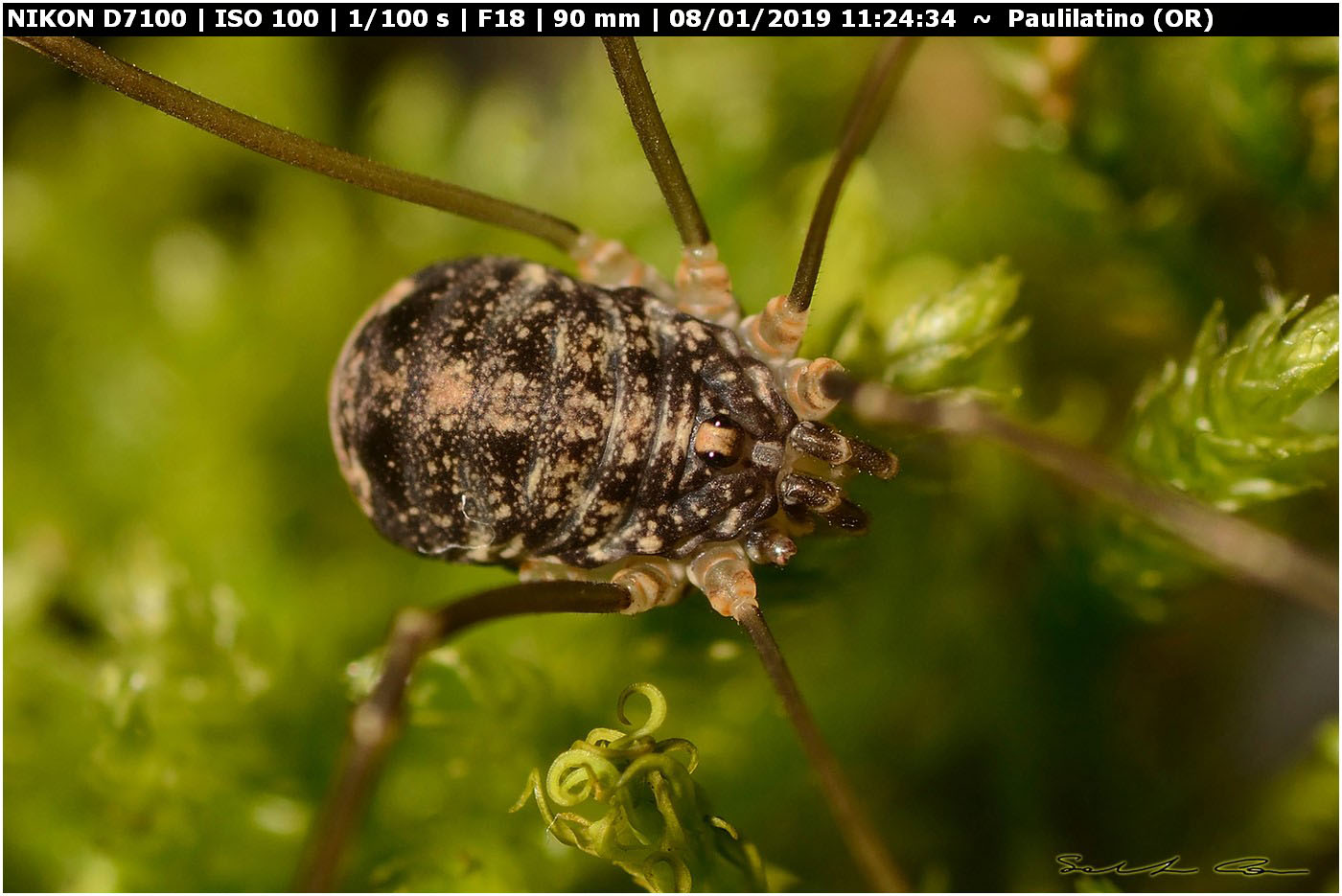 ♀ Nelima doriae (Sclerosomatidae)